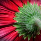 Radial Red